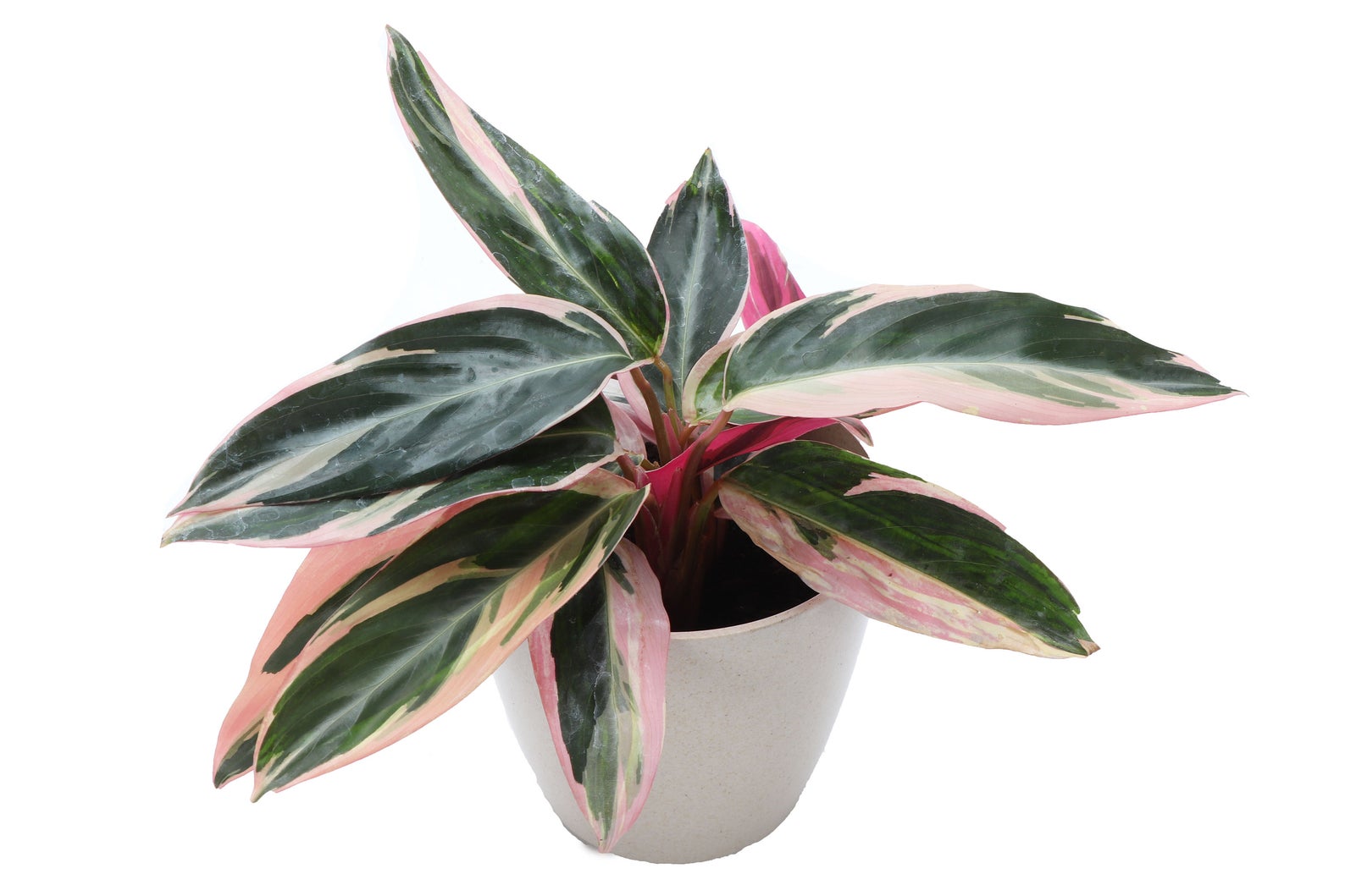 Thorsen’s Greenhouse — Eco-Friendly Potted Plants