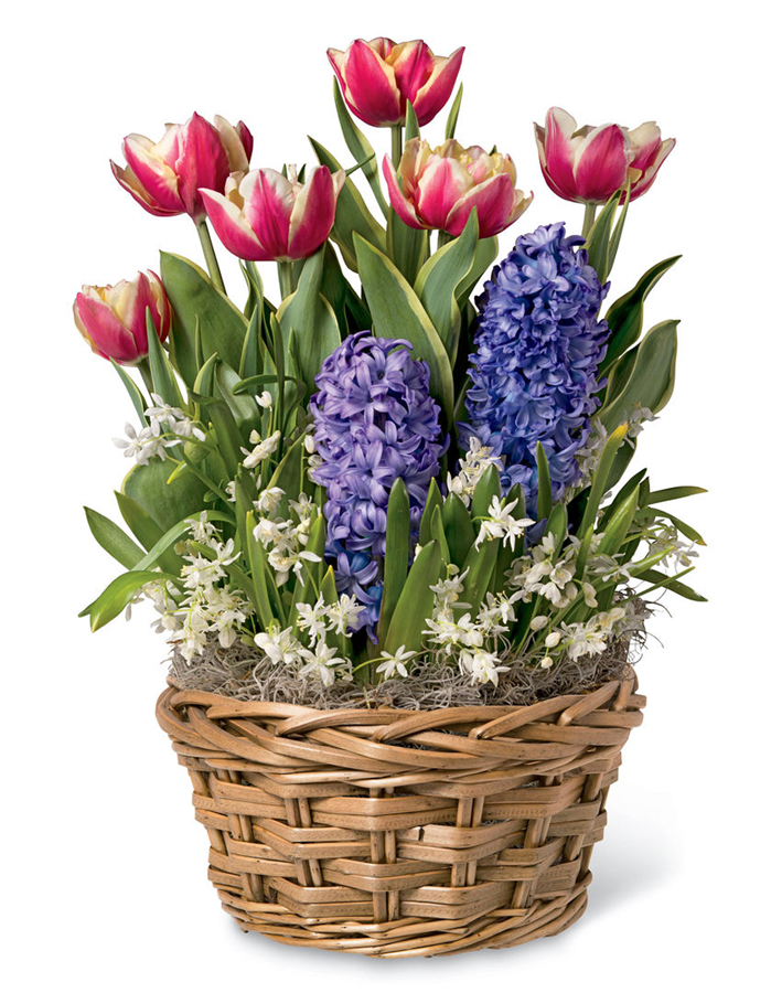 Flower alternatives for Mother's Day: A total bulb garden in a basket