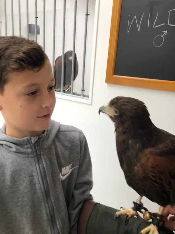 Ireland with kids 4 day itinerary: Hawk Walk at Ashford Castle