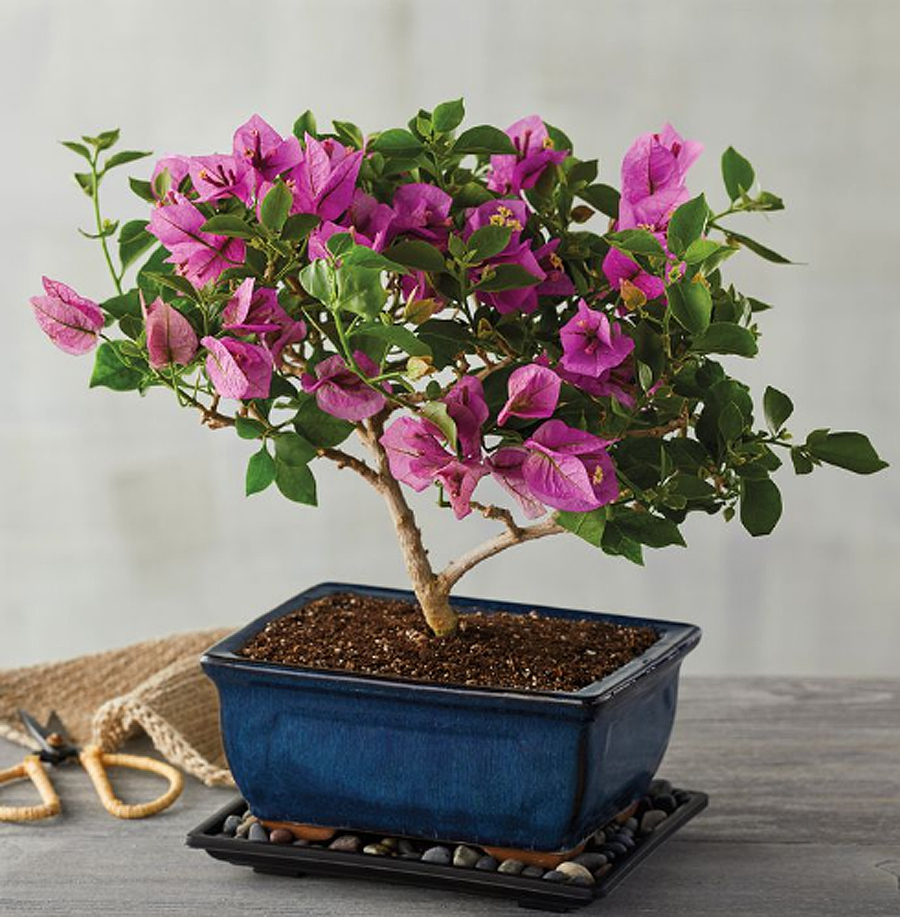 Flower alternatives for Mother's Day: A beautiful bonsai in a pretty blue pot