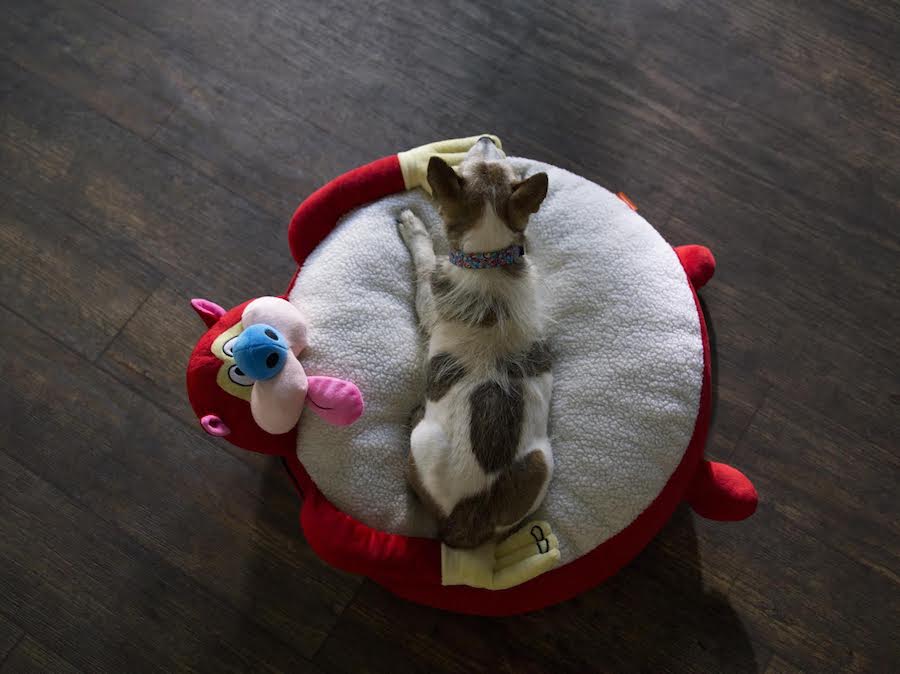 Stimpy dog bed! From the vintage 90s Nicktoons collection at BoxLunch: See it at mompicksprod.wpengine.com