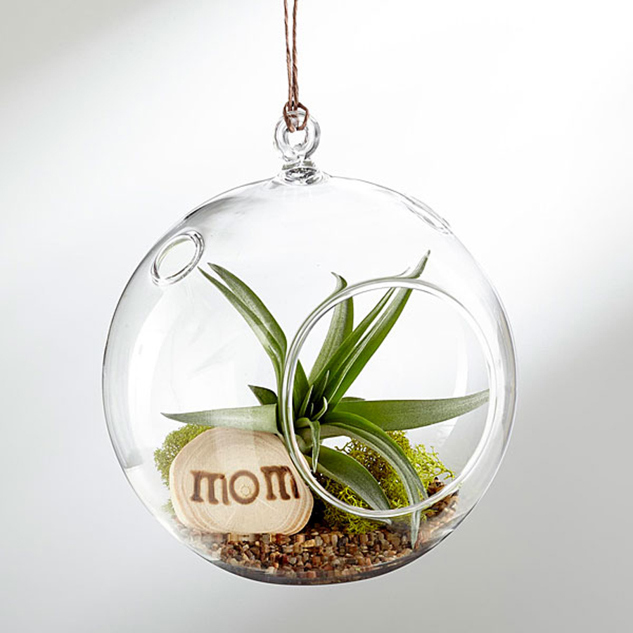 Flower alternatives for Mother's Day: A hanging air plant
