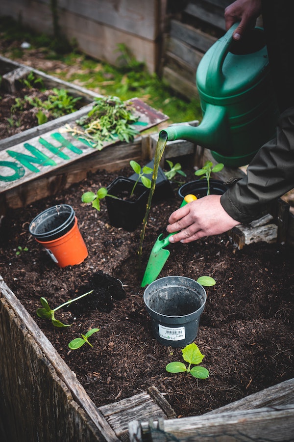 We Grew It, Let’s Eat It (Children's Gardening Book)