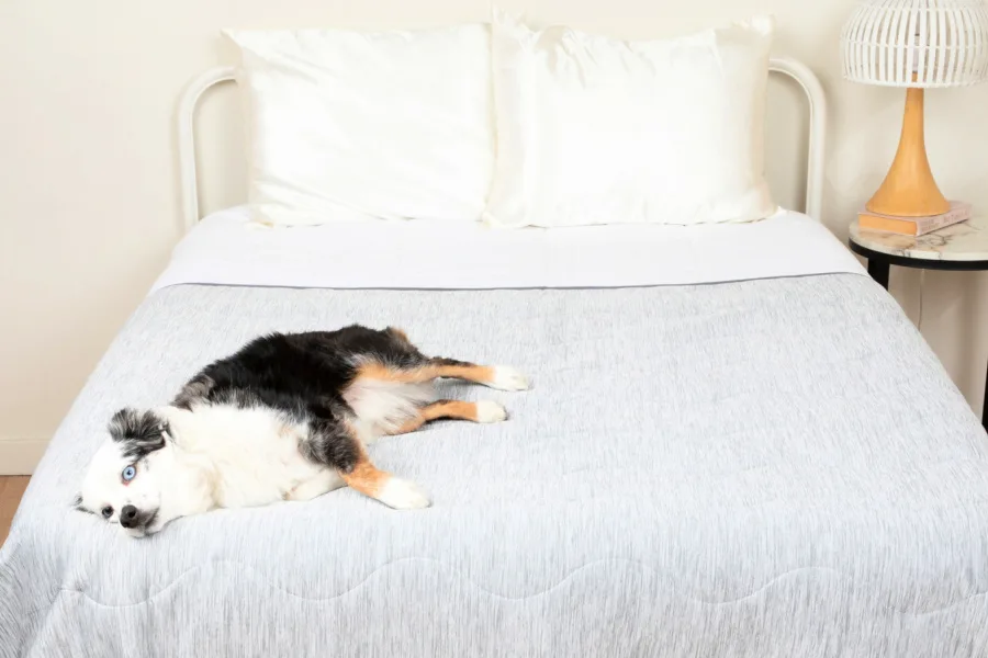 Cooling blankets, cooling beds, car savers, and other summer essentials for pets