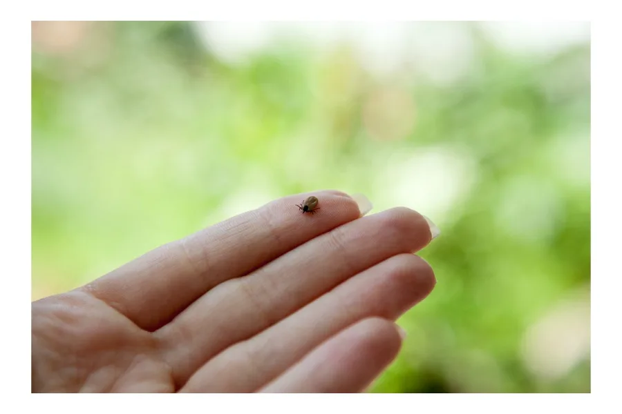 The best tick repellents for kids