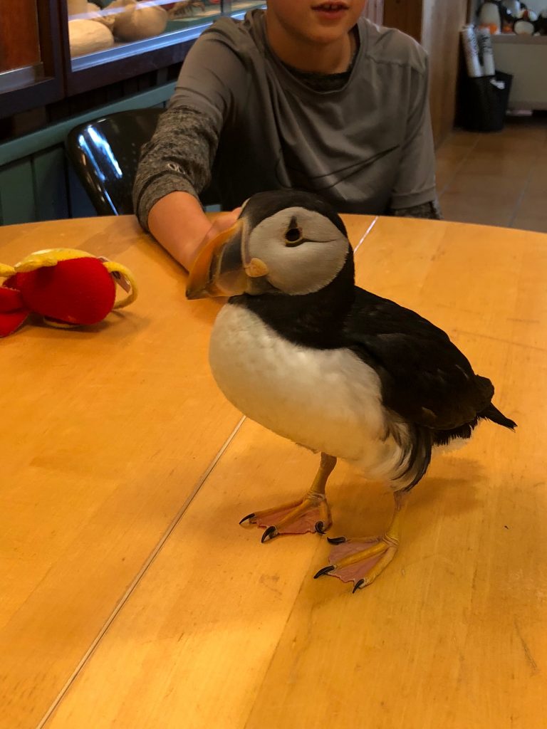 Tips for traveling to Westman Islands with kids: Stop at the aquarium to meet the Puffin Tips for traveling to Westman Islands with kids: Stop at the aquarium to meet the Puffin