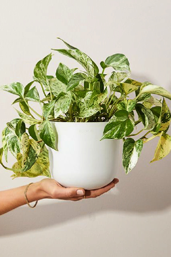 Pothos Plant (potted)