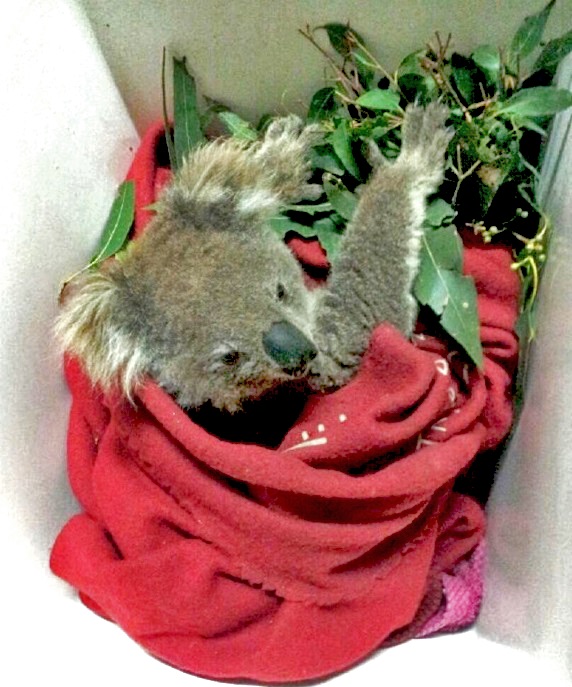 WWF Australia Donation (Supports Wildlife & Reforestation)