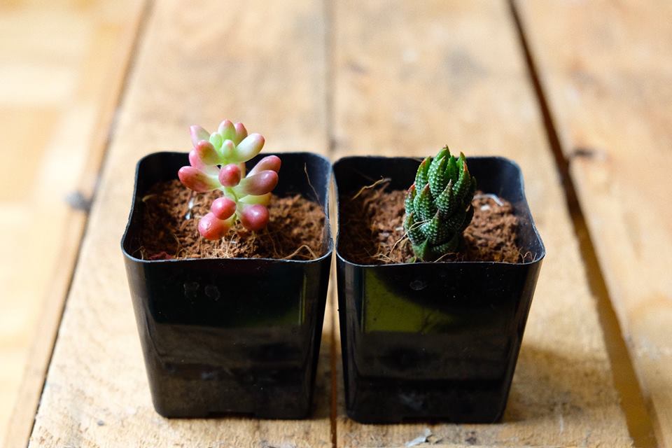 Succulent-of-the-Month Gift Subscription (3/6/12 months) — Succulent Studios