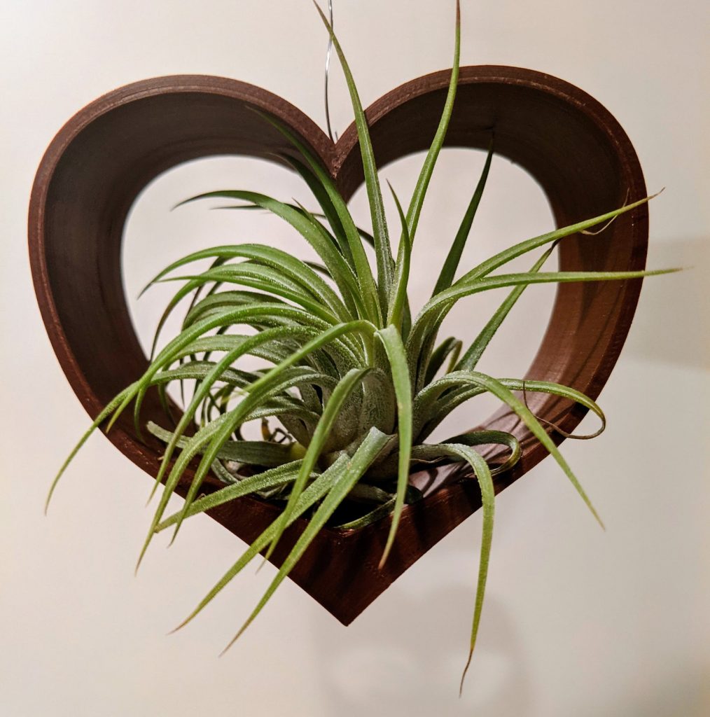 A sweet hanging air plant in a heart for Mother's Day