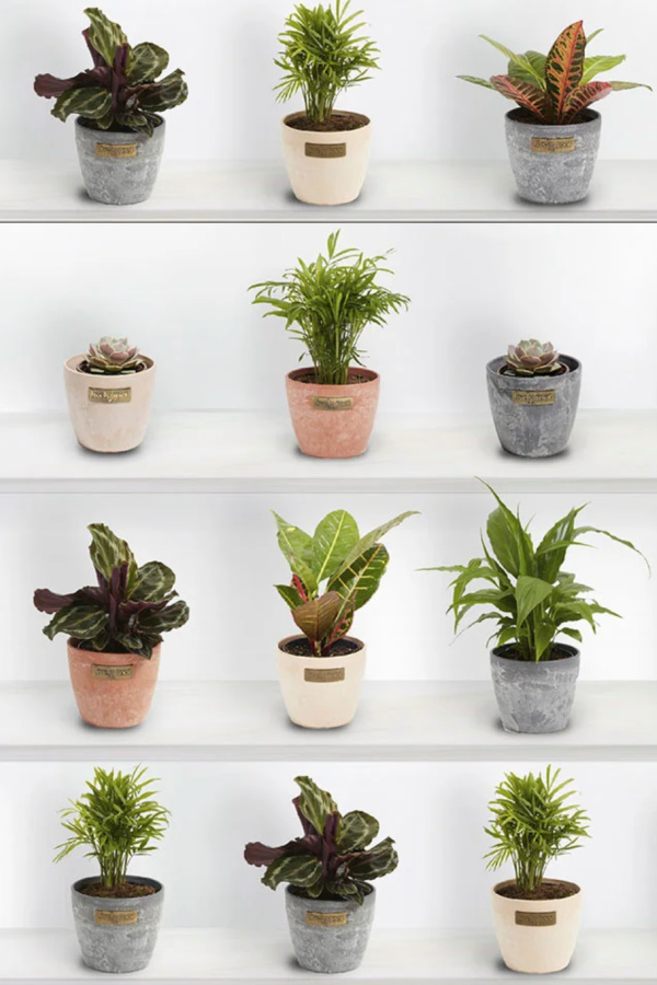Sugarwish plant delivery: Your recipient picks their own, perfect for last-minute gifting