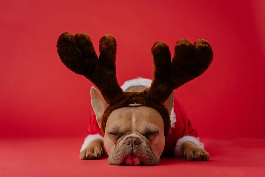 Let Chewy take a slice of the chaos off your plate this holiday season